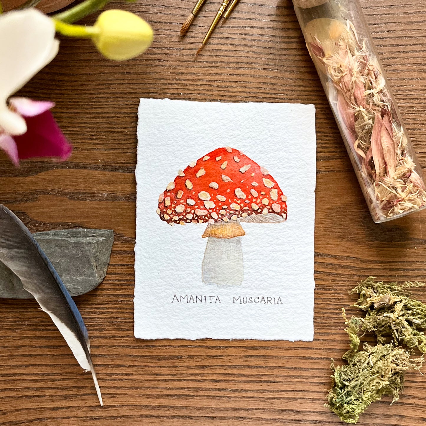 Mirella Bacco illustrations
