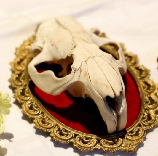 Little Bell Oddities